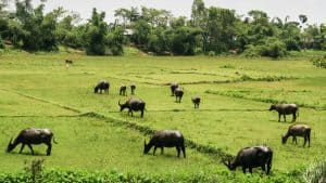 Klimaet i Bangladesh