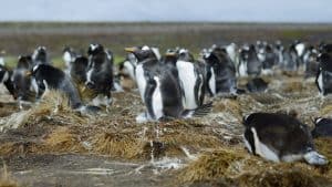 Klimaet i Falklandsøyene