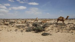 Været i juli 2017 i Somalia