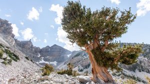 Klimaet i Great Basin National Park, Nevada