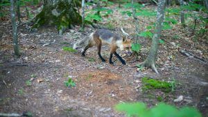 Klimaet i Isle Royale National Park, Michigan