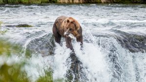 Været i desember 2025 i Katmai National Park, Alaska