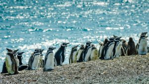 Klimaet i Puerto Madryn, Argentina