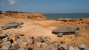 Klimaet i Port Hedland, Australia