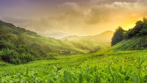 Klimaet i Cameron Highlands, Malaysia