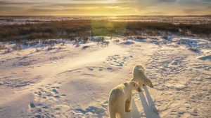 Klimaet i Manitoba, Canada