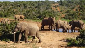 Været i august 2025 i Addo Elephant National Park, Sør-Afrika