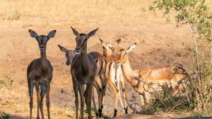 Været i juli 2025 i Hluhluwe-iMfolozi Park, Sør-Afrika