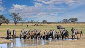 Været i mars 2025 i Kgalagadi Transfrontier Park, Sør-Afrika